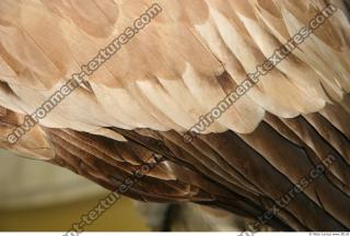 bird feathers 0007